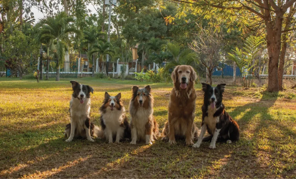 Dog Wash Systems Revenue Share Program