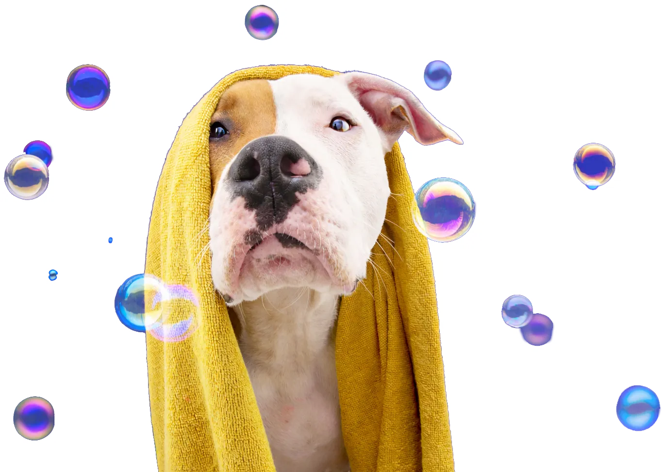 Dog Drying off in Towel with Bubbles