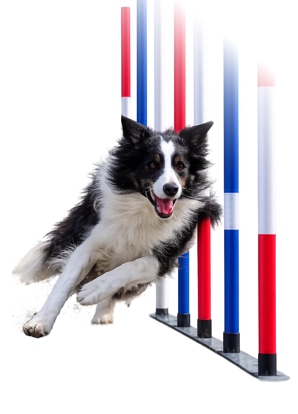 Dog Wash Park Belvidere, Illinois Agility Park